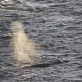 Whale
