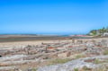 Pristine coastal beach with driftwood scattered across golden sand, crystal blue waters stretching to the horizon.