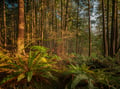 Enchanting forest landscape with towering trees and lush ferns creates a magical natural setting near the property.