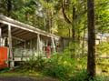 Modern retreat nestled among towering evergreens, offering a peaceful forest sanctuary with sleek design and natural privacy.