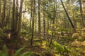 Dense forest with towering trees and lush ferns creates a peaceful natural environment surrounding the property area.