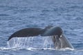 35 - ORC - Whale Tail (Contrast)