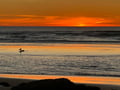 36 - ORC (Sunset & Seagull) IMG_1608 (10-18-25)