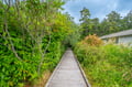 A peaceful wooden boardwalk meanders through lush greenery, connecting the property to its tranquil natural surroundings.