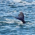 Whale