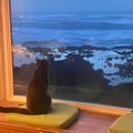 Watch the waves crash against rocky shores from your cozy window seat, where even resident cats enjoy the mesmerizing ocean views.