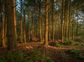 A pristine forest setting with towering pines and ferns creates a peaceful natural environment near the property.