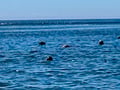 Ocean waters near the property show birds floating on calm waves, offering a glimpse of the natural coastal setting surrounding the area.