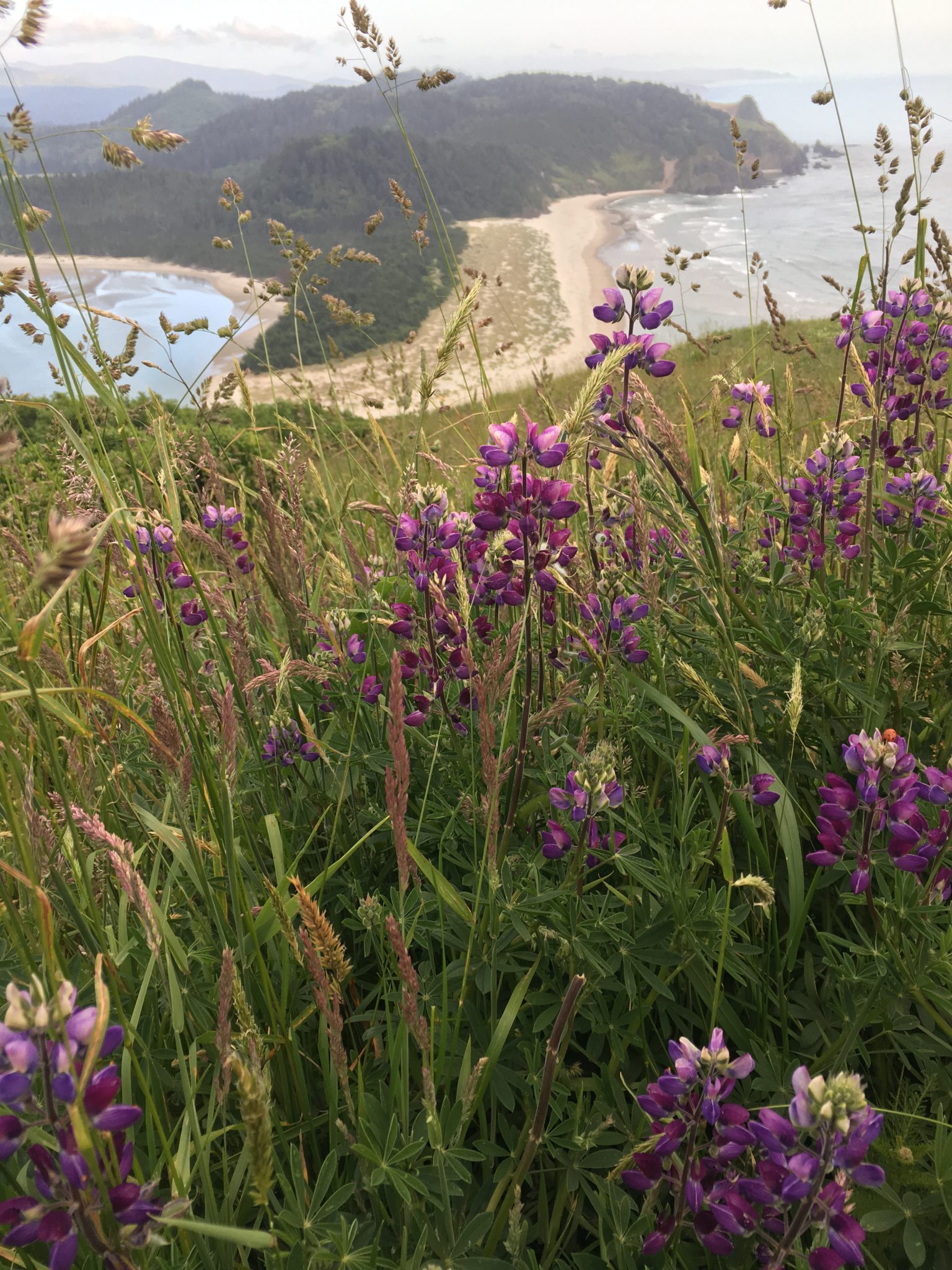 Flowers and tall grass on Cascade Head