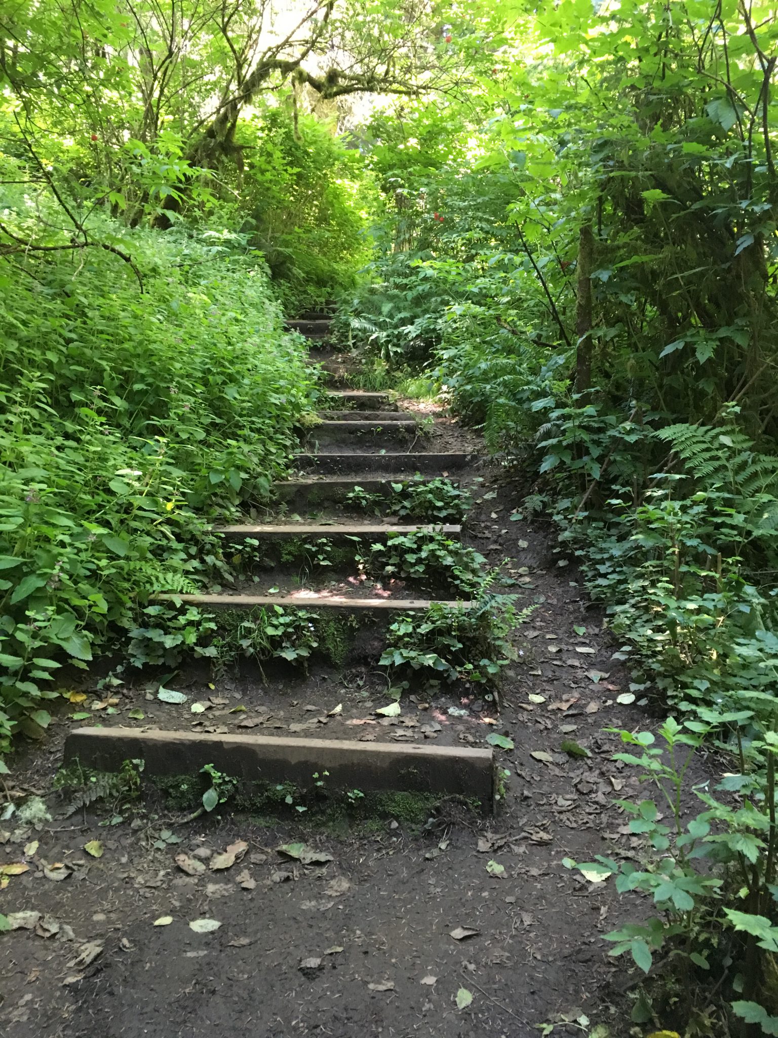 You'll encounter some steep steps on your hike up to Cascade Head