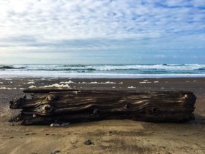 Log washed ashore on the Oregon Coast