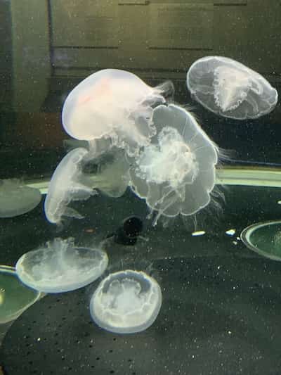 Oregon Coast Jellyfish