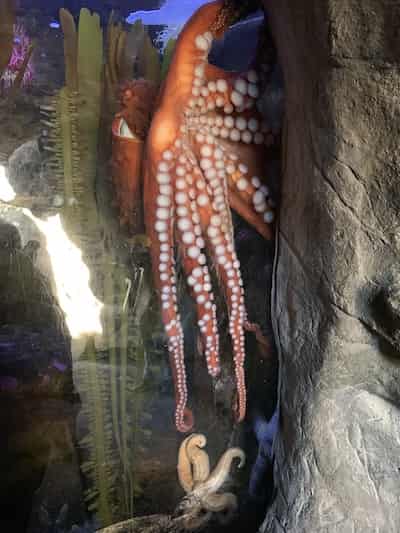 Things to See at Oregon Coast Aquarium