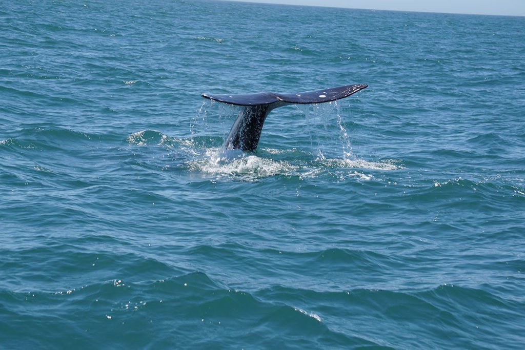 Whale Watch Week on the Oregon Coast