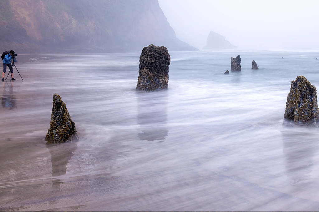 Neskowin Ghost Forest: History, Location, & Best Time to Visit