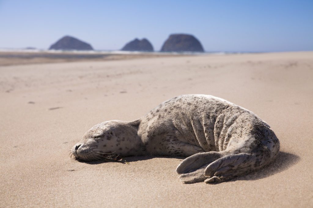 A sea lion pup rests on the beach in Netarts, Oregon