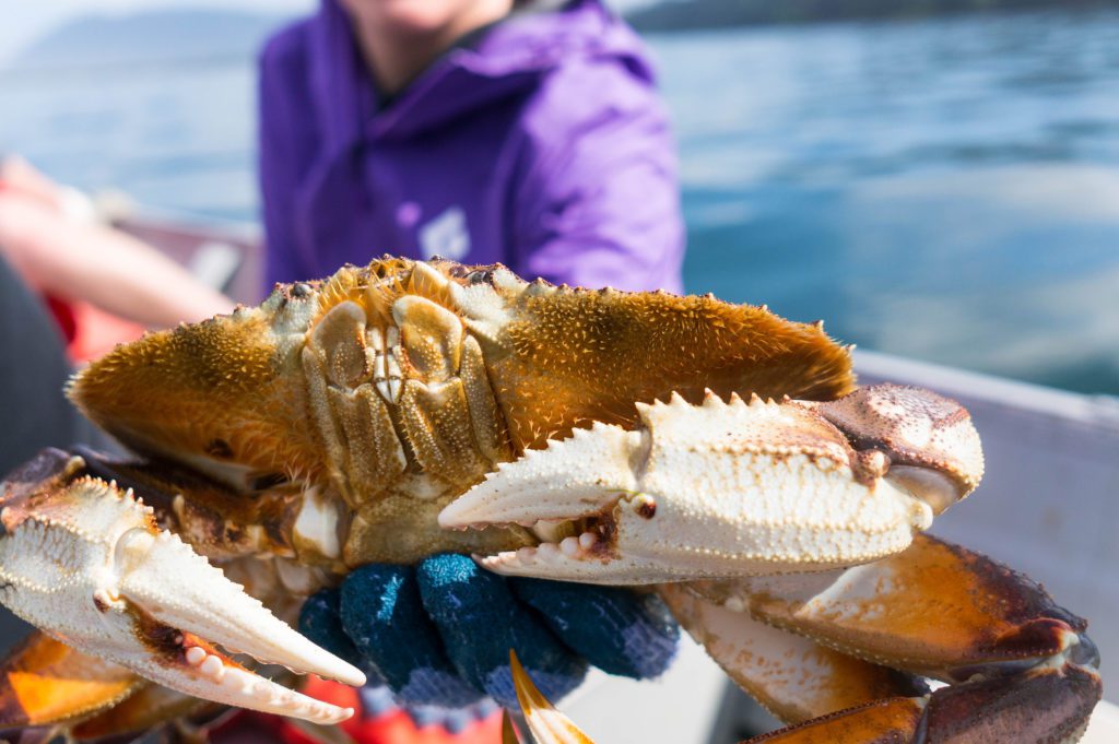 Crab caught off the coast of Oregon to be eaten for dinner later that night.
