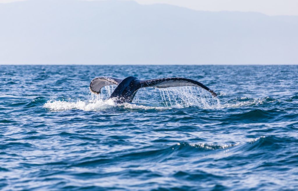 Why Visit the Oregon Coast in Winter? Whale Watching