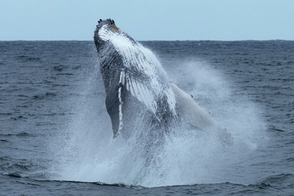 Whale Watching Week Is Almost Here! 